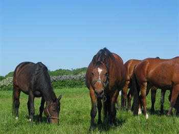 Frøblanding Nr. 61 Heste m/kløver, 10 kg